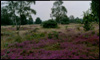 Gorse, heather and silver birch make up a typical scene on Greenham Common.
